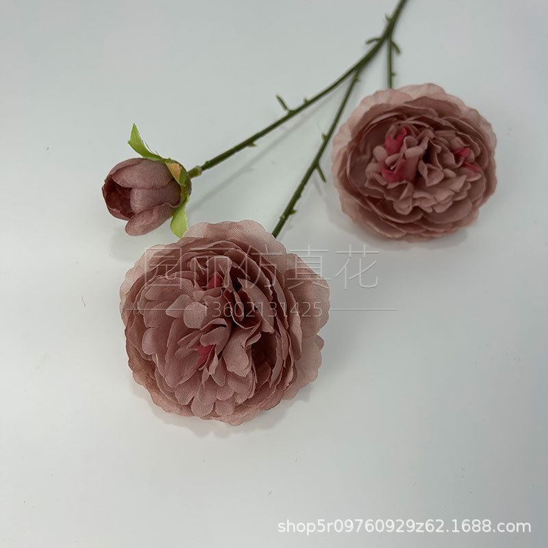 카메오 다크 브라운