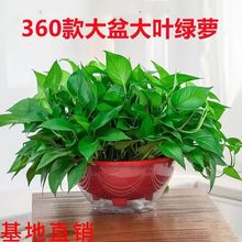 ����G�}�L�ٴ��~�G�j�����҃����ռ�ȩˮ��ֲ����m�·�����