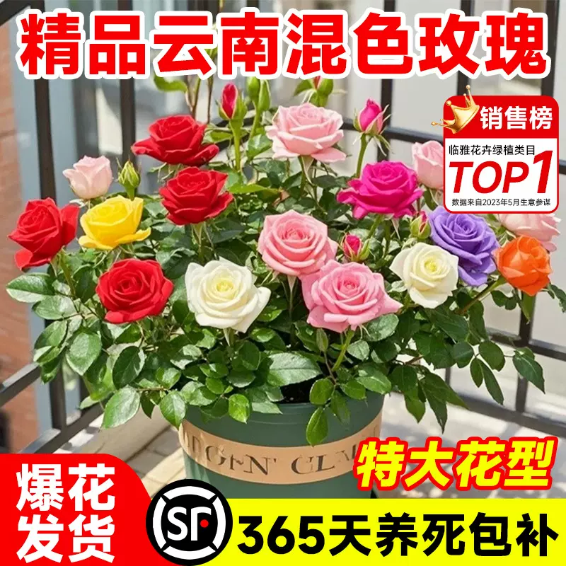 云南混色玫瑰花卉盆栽四季开花树苗老桩玫瑰花苗带大花苞绿植盆栽