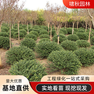 ���׶�����G����ľ�����@���S����ļ������е��c�Y�ձ���������