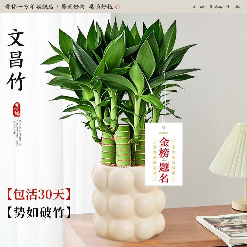 원창 대나무 4개 + 크림 원형 버블 + 골드 목록 태그(포장석 + 영양액 포함) Yue Pet