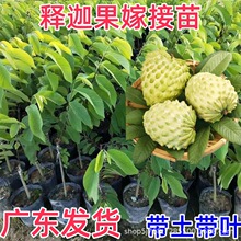 �ļ���ȹ�����̨������֦��޽ӿ��ٽY���Ϸ����ԷNֲ���Թ�����