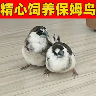 ʮ���ñ�ķ�B�����Bһֻ�������T���B���B�÷�ֳ���Bľ�|