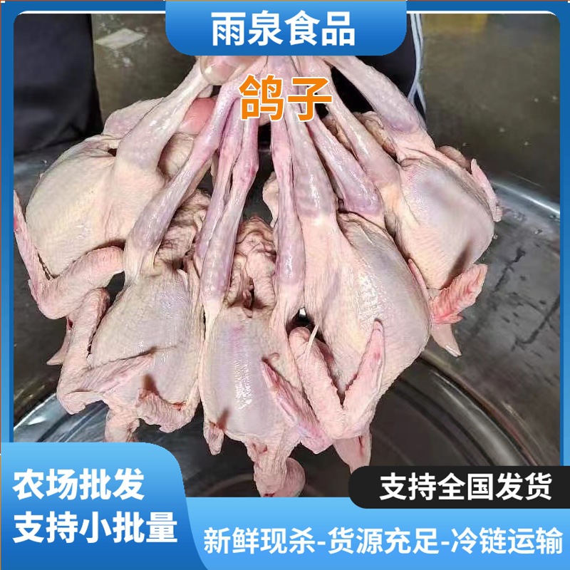 Fresh young squab freshly slaughtered ice-fresh pigeon restaurant hotel supply ice-fresh delivery young squab bulk wholesale