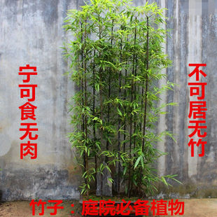 �������ļ������ϱ������������S������������ͥԺ����Nֲ�ͺ�