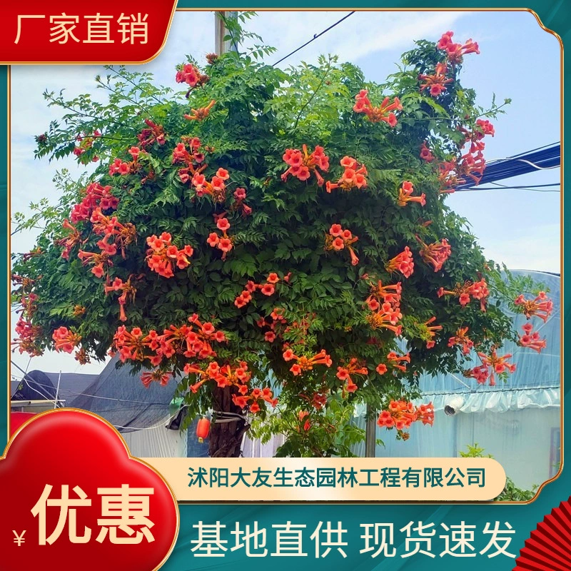 Труба ползучие цветы в горшке старый ворс Вилла двор озеленение вьющиеся растения комнатный и открытый Четыре сезона цветение