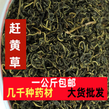 可以直接泡茶赶黄草 野生赶黄草茶 中药材扯根菜 花草茶赶黄草