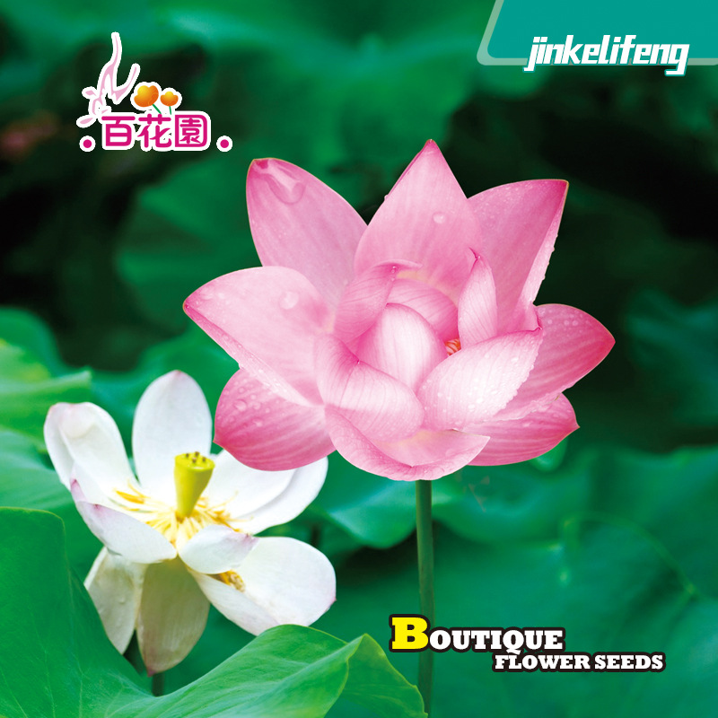 Source manufacturer wholesale bowl lotus seed lotus seeds potted…
