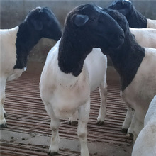 杜泊绵羊种公羊多少钱 怀孕母羊小羊羔价格 澳洲白基础母羊
