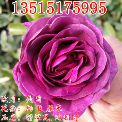 大花浓香月季花苗比利时蓝紫浓香玫瑰阳台花园花卉绿植盆栽密涅瓦|ms