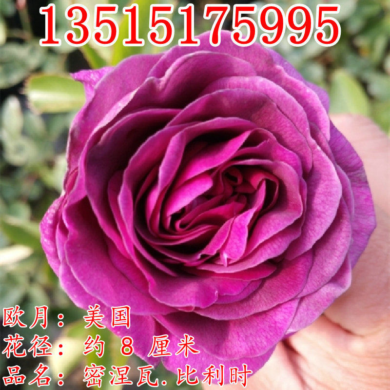 大花浓香月季花苗比利时蓝紫浓香玫瑰阳台花园花卉绿植盆栽密涅瓦|ms