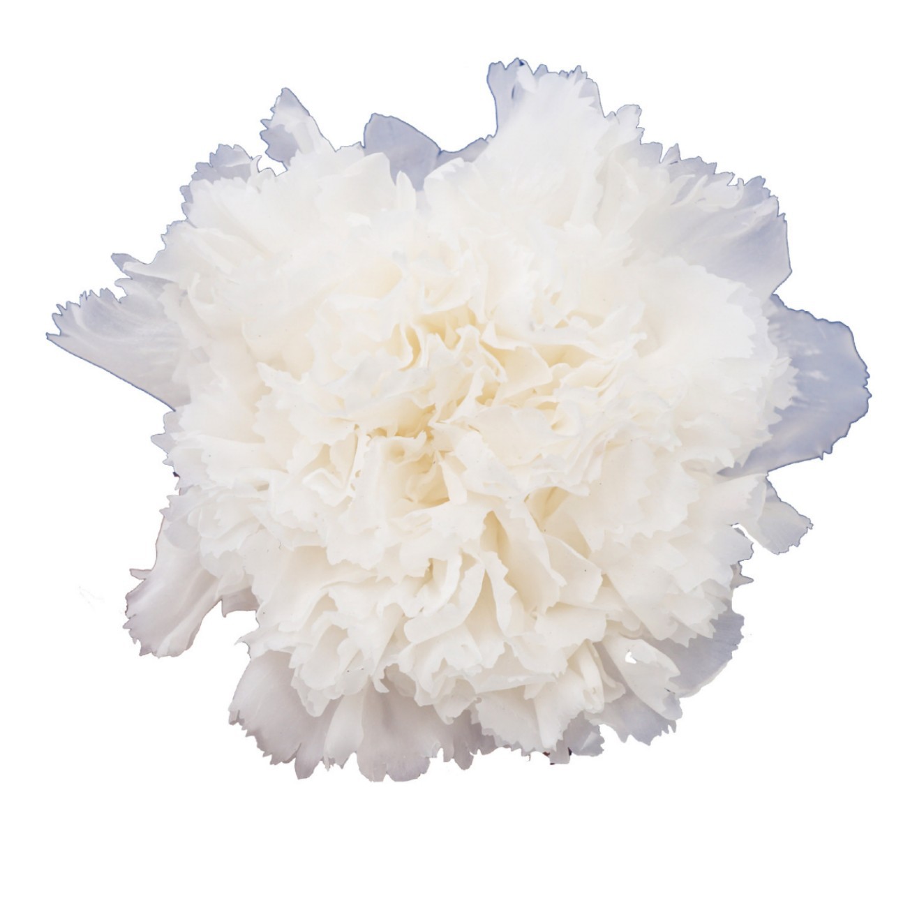 Cabezas de Claveles Preservadas A+, 4-5 cm, Paquete de 8, Arte Floral DIY, Caja de Regalo Educativa, Día de la Madre, Venta al por Mayor de Fábrica