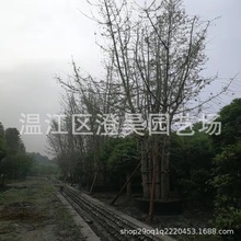 苗木基地拼栽丛生银杏产地直销品种齐全详情致电绿化树丛生银杏苗