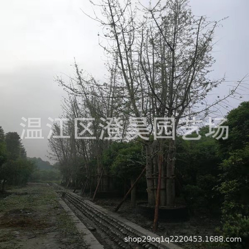 苗木基地拼栽丛生银杏产地直销品种齐全详情致电绿化树丛生银杏苗