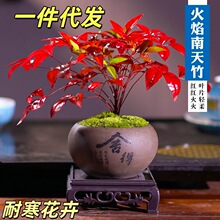 火焰南天竹盆栽植物书房阳台客厅小绿植桌面盆景好养易活创意摆件