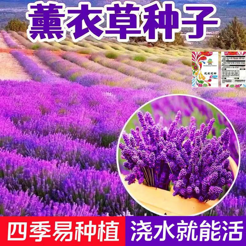 Lavender Seeds Provence Lavender Flower Seeds Are Easy to Grow in All Seasons, Mosquito Repellent Vanilla Potted Garden Flower Sea Seeds Lavender Seeds Provence Lavender Flower Seeds Are Easy to Grow in All Seasons, Mosquito Repellent Vanilla Potted Garden Flower Sea Seeds