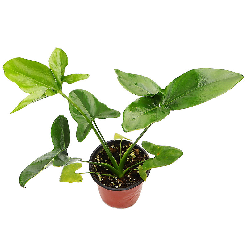 印第安羽毛蔓绿绒