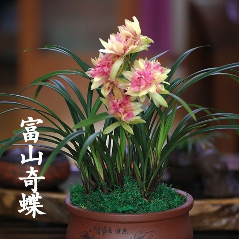 Special offer 8 Miao Name Guilan Flower Miao Yihong Shuangjiao…