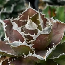 �p�tĵ�������ھGֲ���Ծ��^����ֲ��������l�����mݗ�����Q����