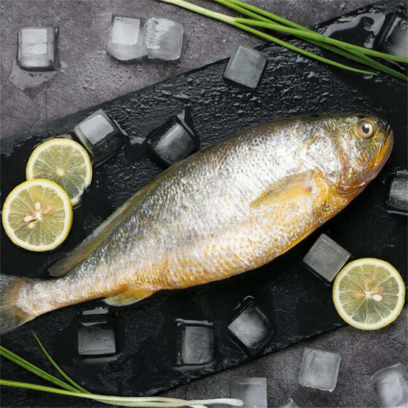 【顺丰包邮】深海大黄花鱼新鲜冷冻黄花鱼整条大黄鱼海鲜水产批发|ms