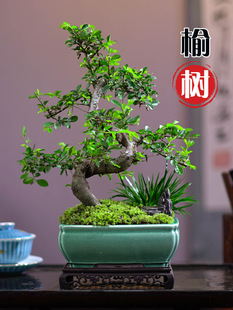 С�~�ܘ��辰�Ϙ��h֦���������҃ȿ͏d�̨ͥԺ�Gֲ�ļ�����ֲ��