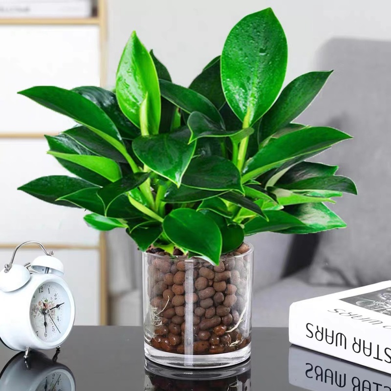 逸品の金ドリルの鉢植えの植物の緑の王女の水培緑植はホルムアルデヒドを除いて放射を防ぐ室内の多肉の四季がよく養います。|undefined