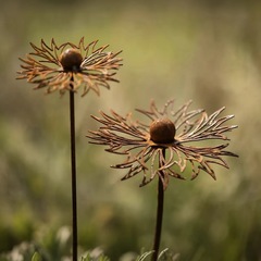 国境を越えた売れ筋の新製品コーンフラワーメタルグラウンドプラグ、庭、中庭、芝生の芸術的な装飾、錆びた芸術