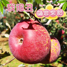 【冰糖心苹果】正宗大凉山盐源丑苹果当季新鲜红富士苹果水果整箱