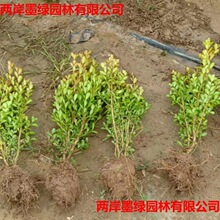 黄杨球道路公园小区绿化苗木庭院篱笆植物四季不落叶南北方种植