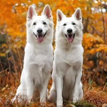 纯种瑞士牧羊犬幼犬活体狗狗双血统德牧幼崽大型护卫犬工作犬批发