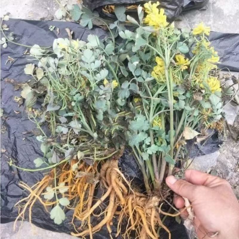 Yan Huang Lian Root (Corydalis saxicola) — Dried Bitter Food Herb for Cooking & Decoction specifications