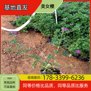 Beautiful Cherry Blossom Seedlings Potted Base Planting for Four-Season Flowering Courtyard Planting Green Plant Project Greening Seedlings Easy to Breed