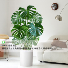 龟背竹客厅特大号盆栽大叶老桩植物室内大型好养易活落地四季绿植