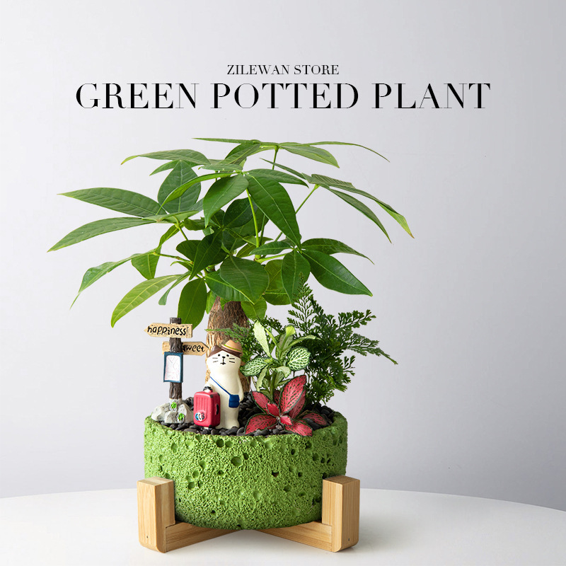 Money Tree Potted Florals Office Green Plants Asparagus Indoor Desktop Bonsai Ornaments Prosperous Home Plants Gifts