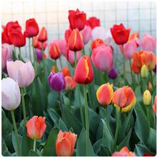 进口郁金香大种球四季种植开花阳台耐寒土水培盆栽风信子花卉
