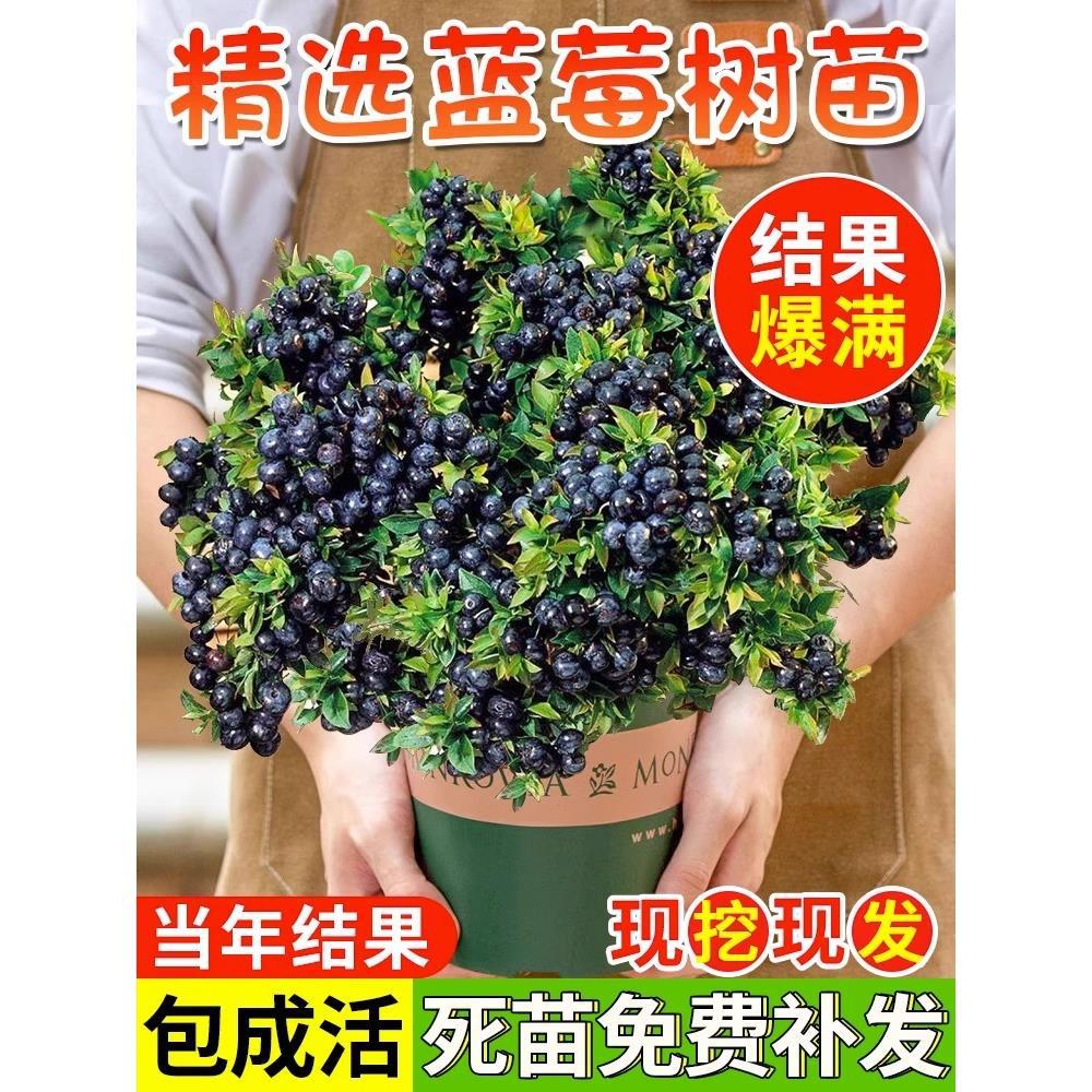 蓝莓树果苗蓝梅树苗带果盆栽地栽果苗带大果南北方种植苗兔眼果树