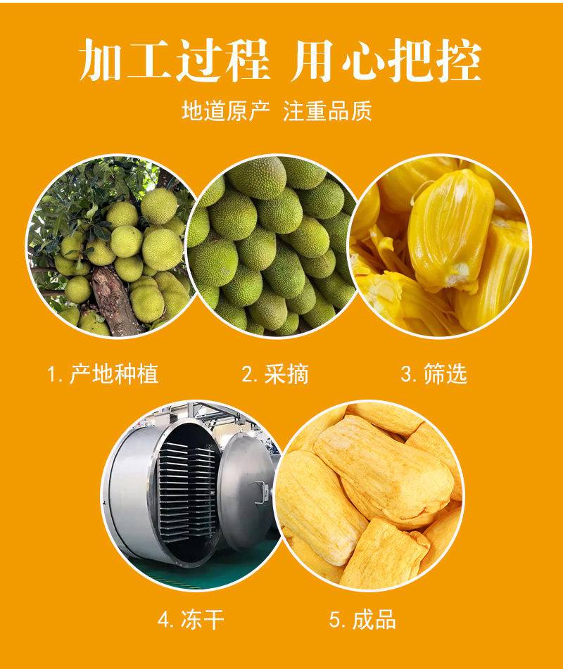 Jackfruit Chips (Artocarpus heterophyllus) — Vacuum-Fried Dried Fruit Snack, 500g Bulk in use
