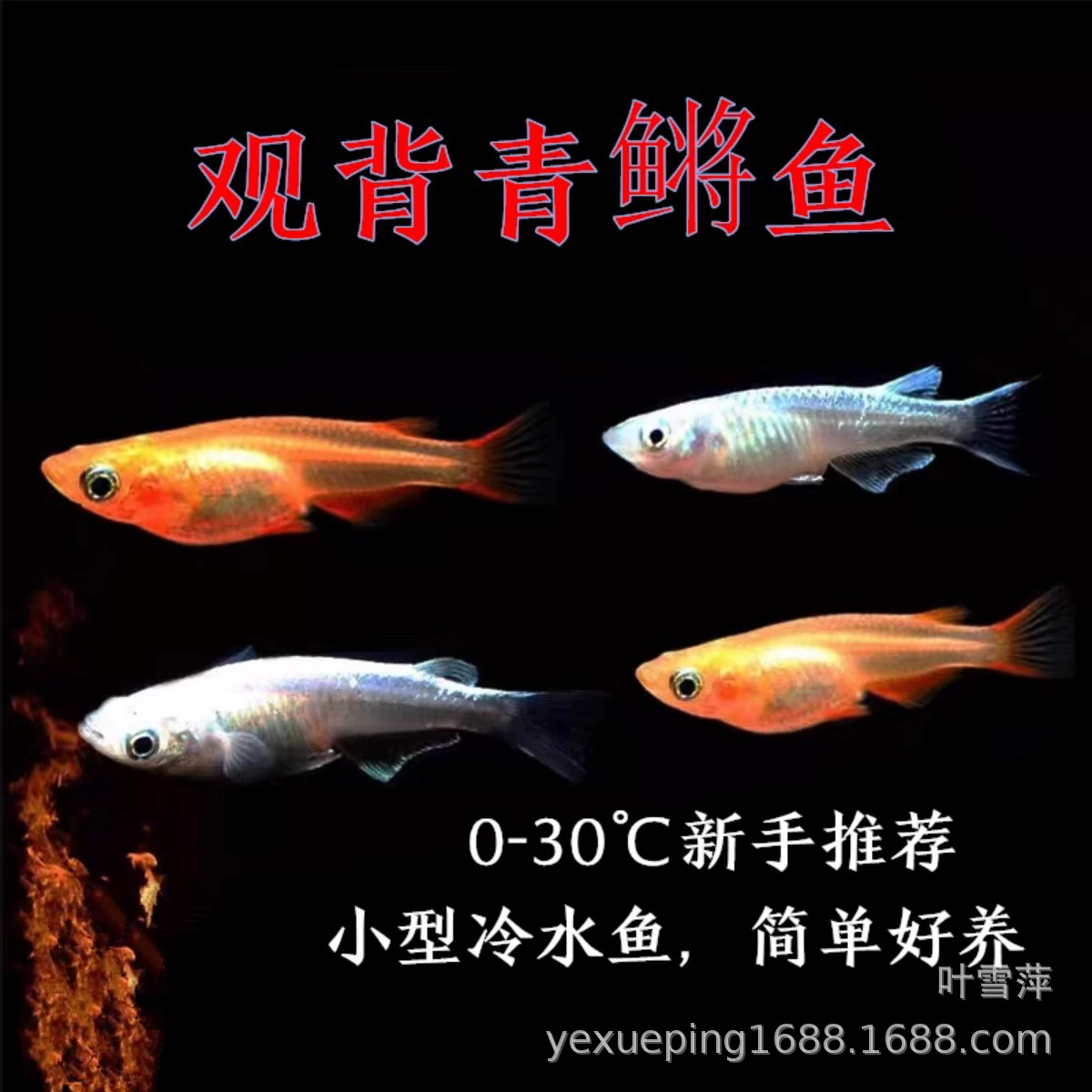 Живые пресноводные рыбки, платиновые оранжево-красные декоративные рыбки, традиционные декоративные рыбки для аквариумов с растениями, оптом с рыбоводческих хозяйств.