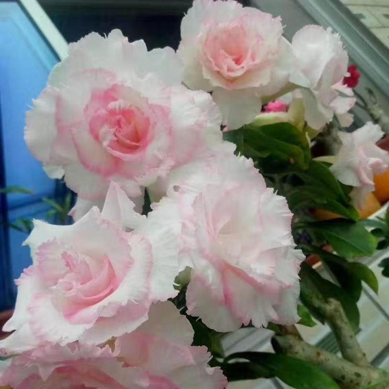 # 34 엘리자베스-사막(3년생 모종) 같은 해에 개화