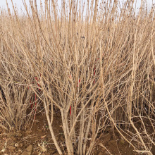 �������l���������� ͥԺ�G����ľ �����϶�����óɻ���l؛