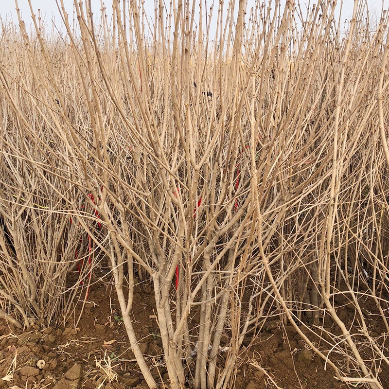 База оптом кластерная рассада сирени озеленение двора рассада кластер Сиреневый шар хорошая выживаемость с доставкой почвы