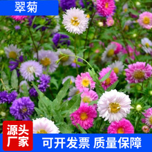 ²ɴշNļ׷N̨ͥԺԻ¾սDN