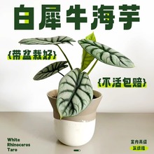 ϬţԿ͏dk҃GֲBļᎧWtֲﻨ