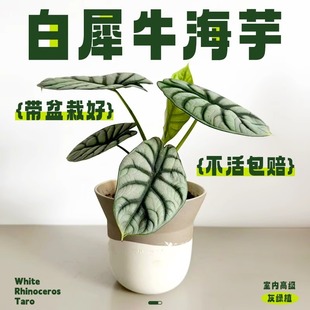 ��Ϭţ�������Կ͏d�k���҃�����Gֲ���B���ļ��Ꭷ�W�tֲ�ﻨ��