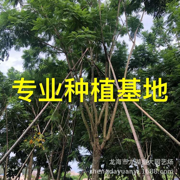 福建批发四川蓝花楹报价 行道树云南蓝花楹 重庆蓝花楹价格