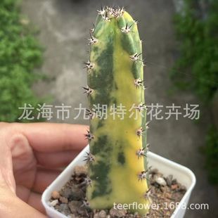 ���� �����\ �{���\ ����ħ�� �҃�����ֲ�� ����Gֲ����������