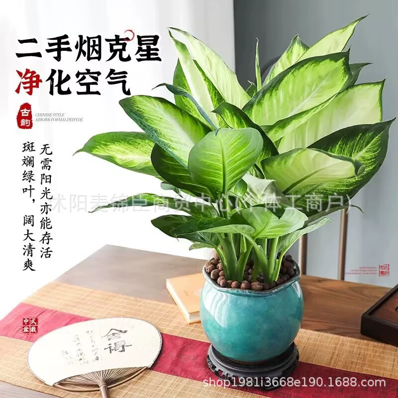 Зеленые комнатные растения Marianne в горшках легко кормить и они зеленые круглый год, поглощают формальдегид и очищают воздух.