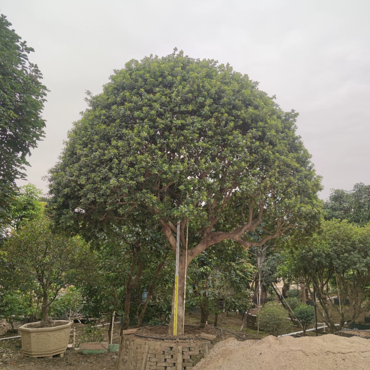 2301 база поставляет рисовые орхидеи диаметром 17 см старое дерево Michalan Villa dours высококлассные ландшафтные деревья