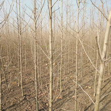 批发基地批发银杏树苗白果树小树苗量大优惠苗圃造林苗木小苗银杏