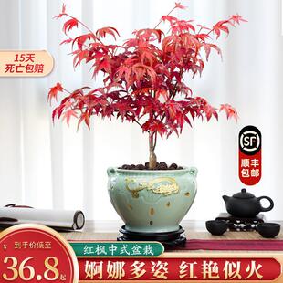 �ձ����F�t���辰�����҃����������Ϙ��ͺ��t�輧�ļ����B�Gֲ��